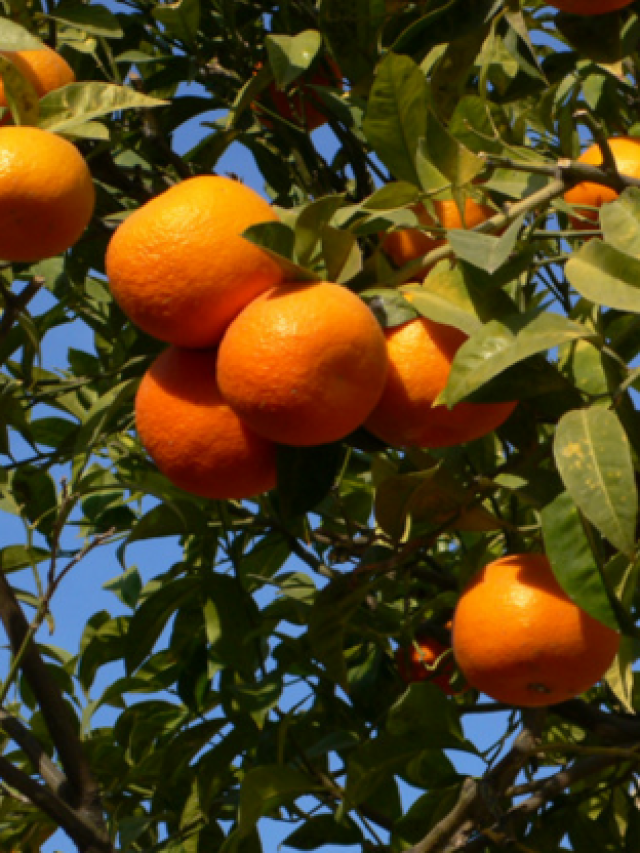 uttarakhand malta fruit benefits_