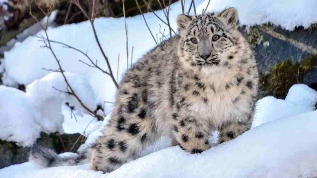 snow-leopard