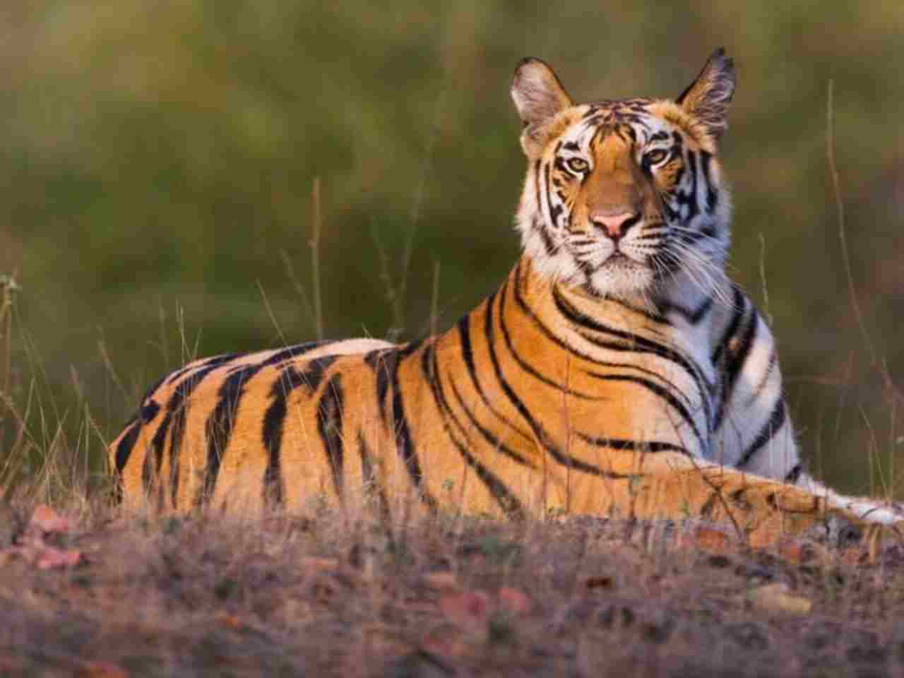 tiger (1)