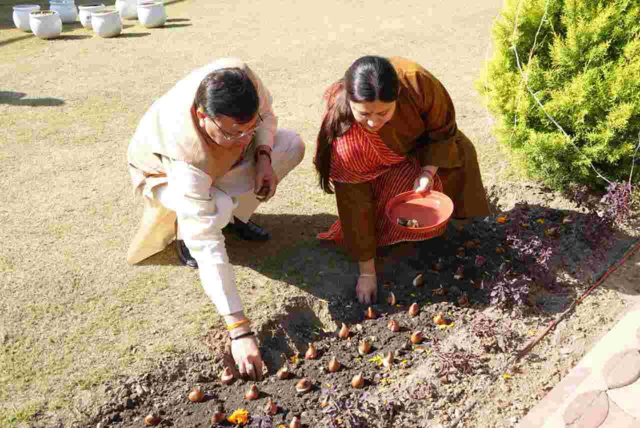 ट्यूलिप