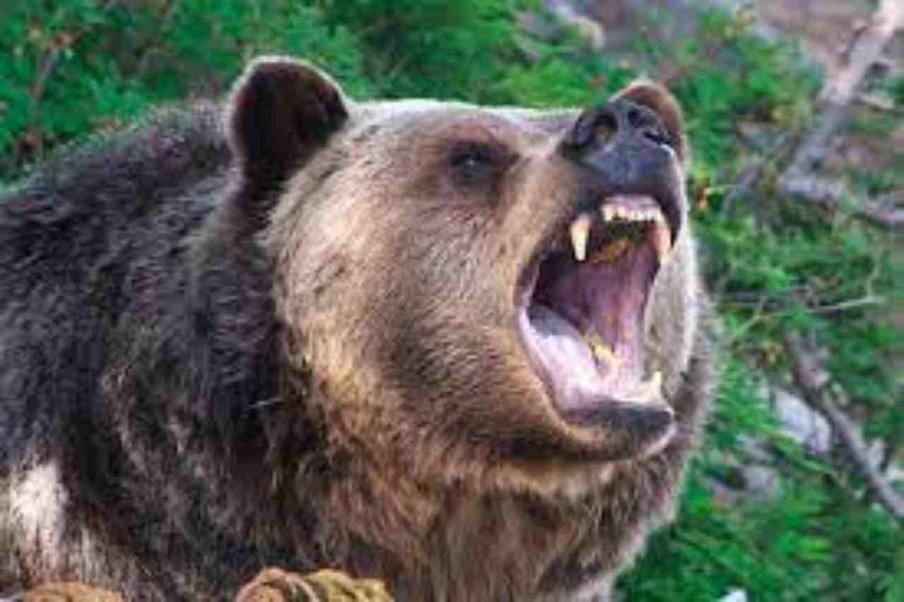 Bear attacked (1)