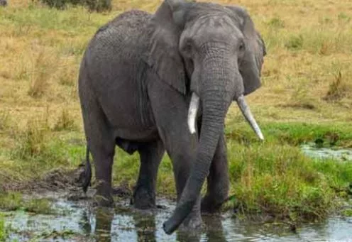 लकड़ी बीनने गए व्यक्ति की हाथी ने पटक-पटककर ली जान (hathi)