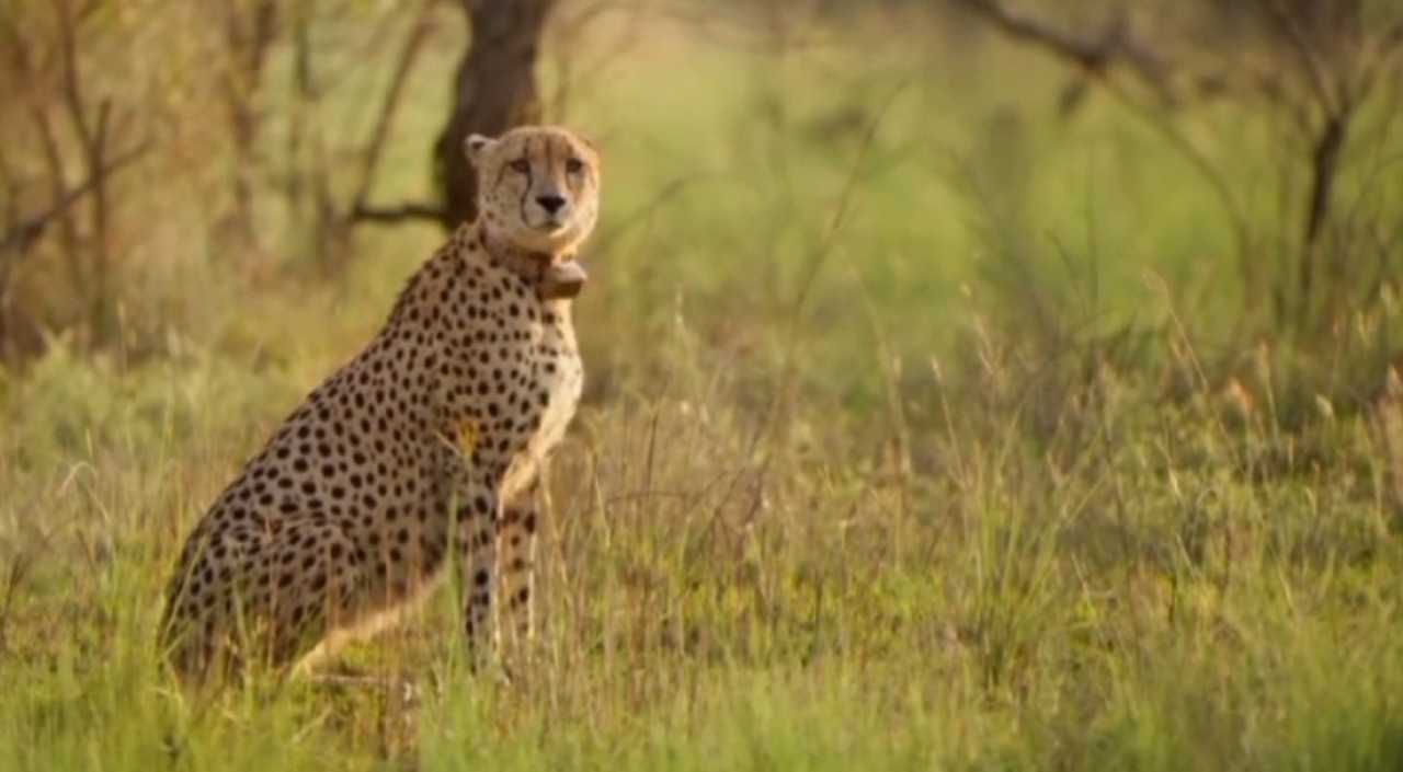 Another cheetah 'Shaurya' dies in Kuno National Park