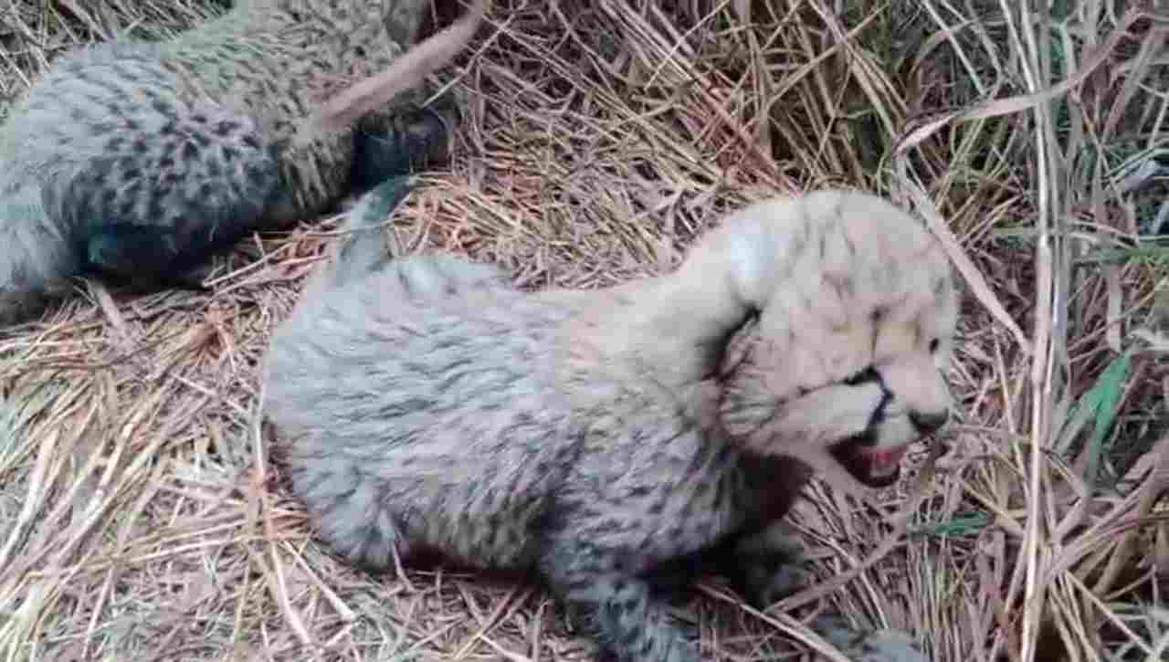 IPG, Cheetah Scooter from Kuno National Park gave birth to three cubs