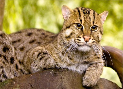 leopard cat