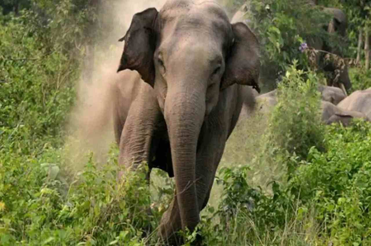 हाथी ने कुचलकर मार डाला