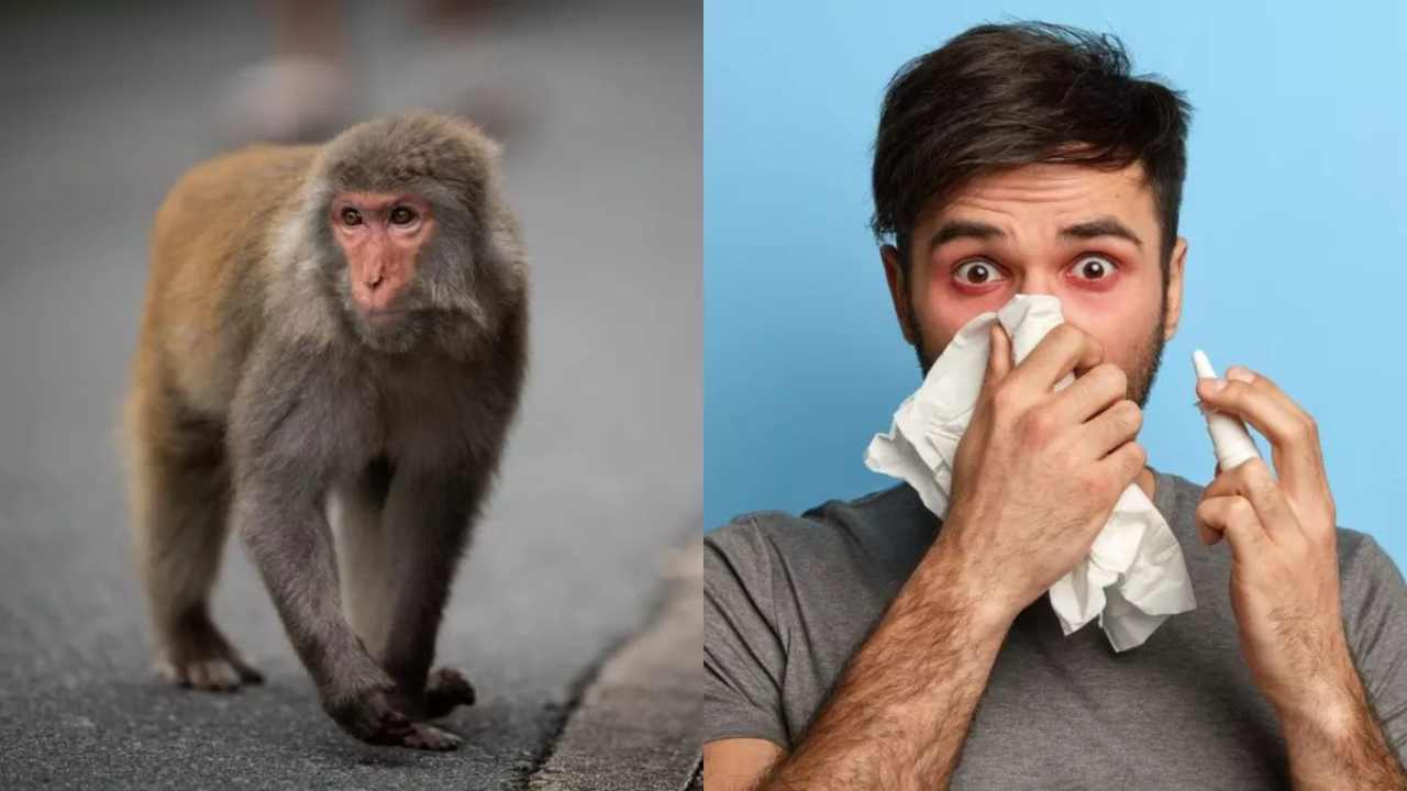 Monkey Fever