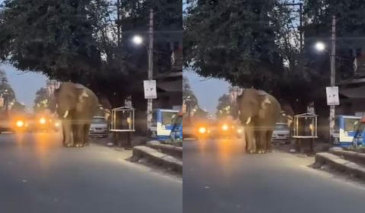 आबादी क्षेत्र में हाथी की दस्तक, ग्रामीणों में मचा हड़कंप