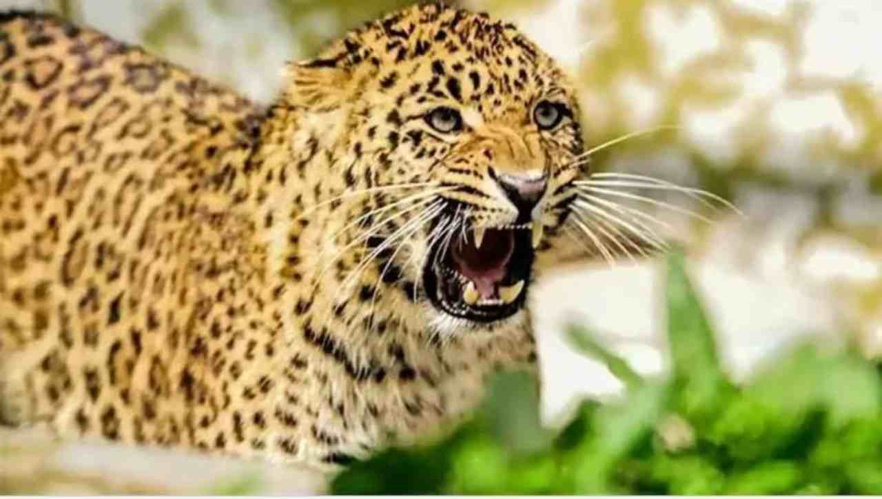 The henchman pounced on the innocent child in the courtyard in front of the family,