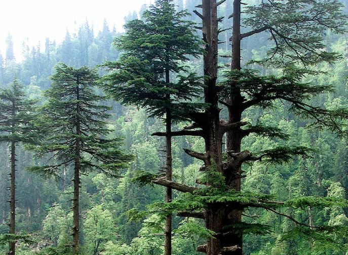 सड़क चौड़ीकरण के लिए एक हजार देवदार के पेड़ काटने की तैयारी, विरोध में उतरे ग्रामीण