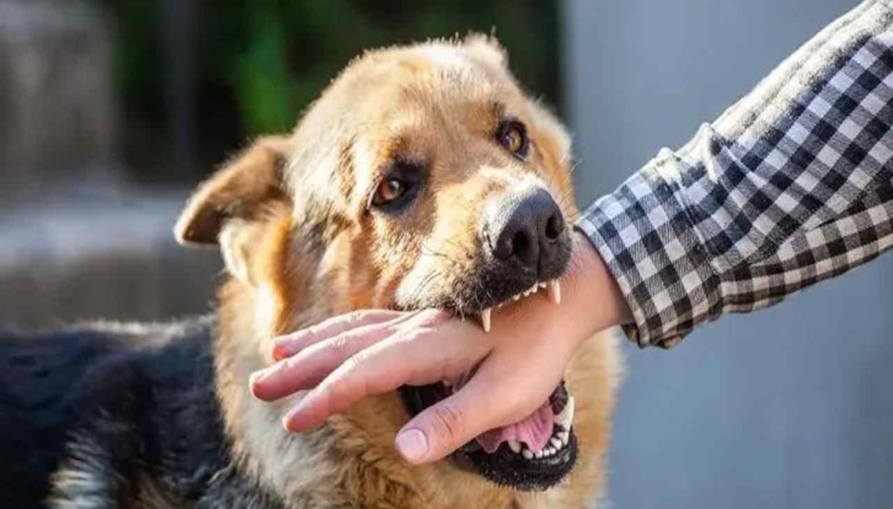 What to do first if a dog bites you, know here