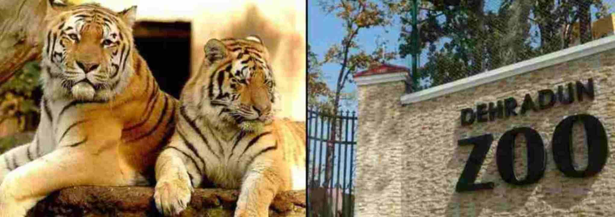 देहरादून के चिड़ियाघर की शोभा बढ़ाएंगे बाघ, कॉर्बेट टाइगर रिजर्व से दो टाइगर को किया रवाना