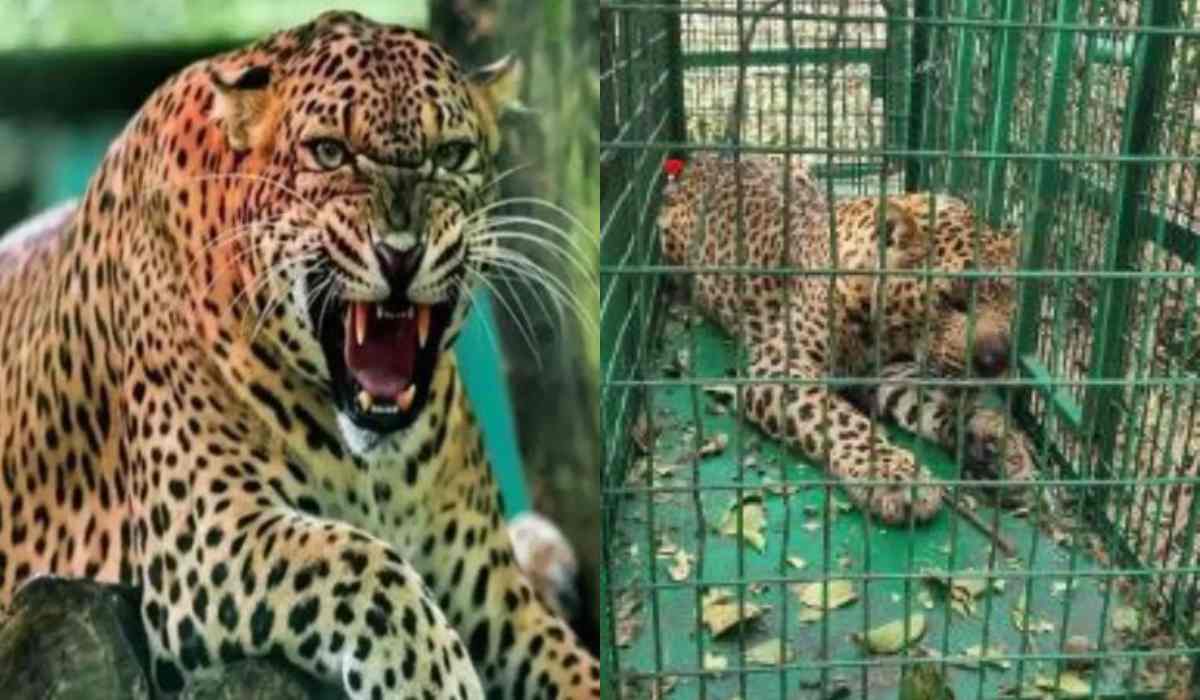 देहरदून के गुलदार को वन विभाग ने पकड़ा
