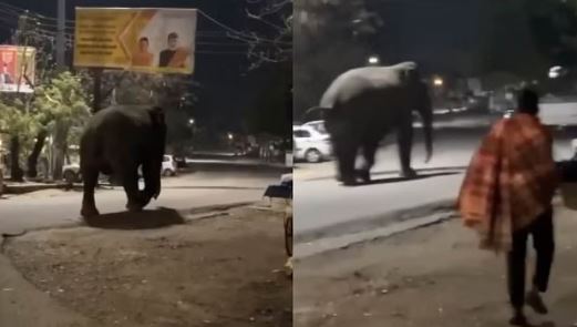जंगल से निकलकर रिहायशी इलाके में पहुंचा हाथी, देखते ही युवक बरसाने लगे पत्थर