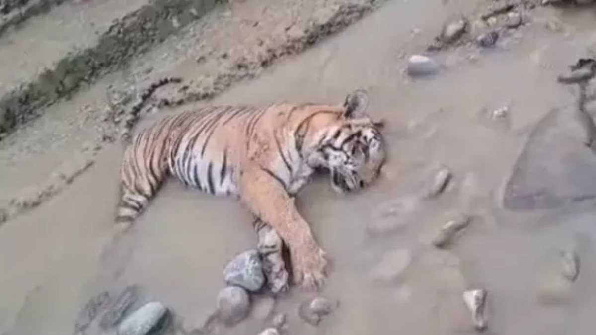 बाघिन का शव