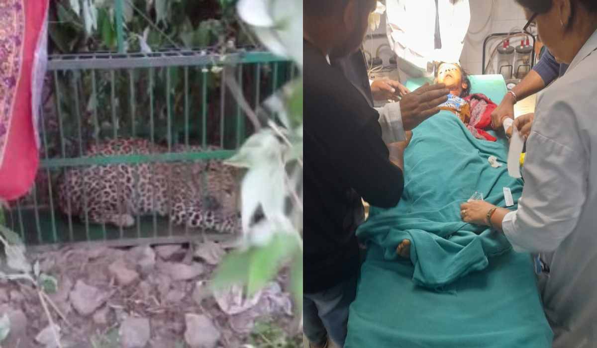 श्रीनगर के आदमखोर गुलदार हुआ पिंजरे में कैद, कल ही किया था सात वर्षीय बच्ची पर हमला