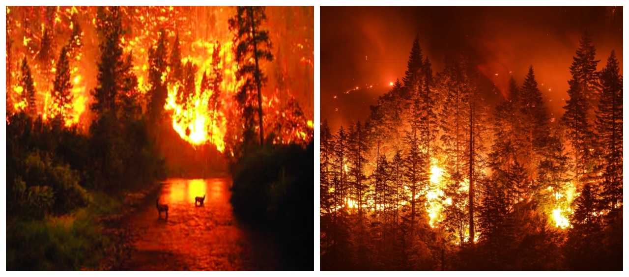 FOREST FIRE (1)