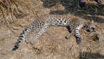 ट्रेन की चपेट में आने से मादा गुलदार की मौत, लोको पायलट के खिलाफ केस दर्ज