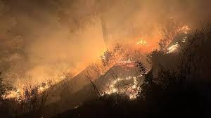 forest fire