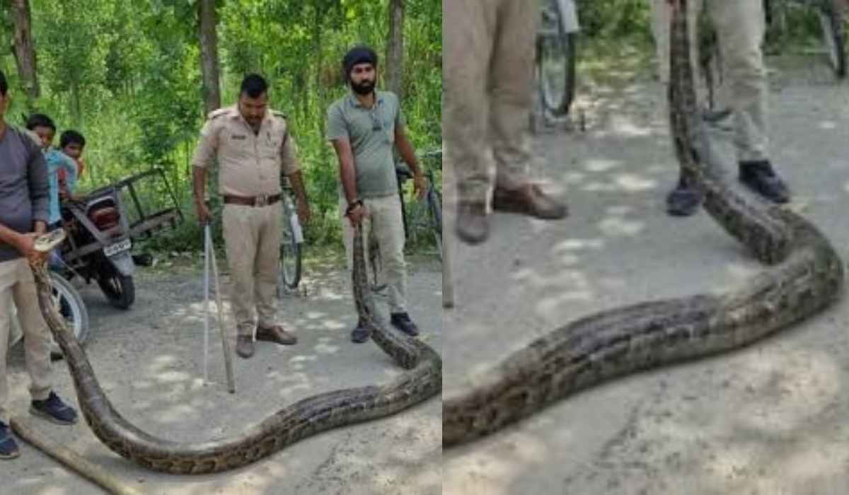 लक्सर में एक घर से निकला विशालकाय अजगर, देखने वालों की अटकी सांस