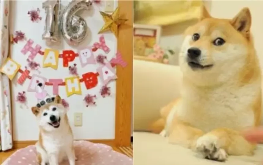 Doge-Meme-kabosu cryptocurrency dogecoin face dog KABOSU dead