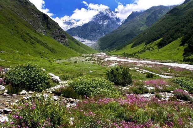 valley of flowers एक जून से पर्यटक कर पाएंगे फूलों की घाटी का दीदार