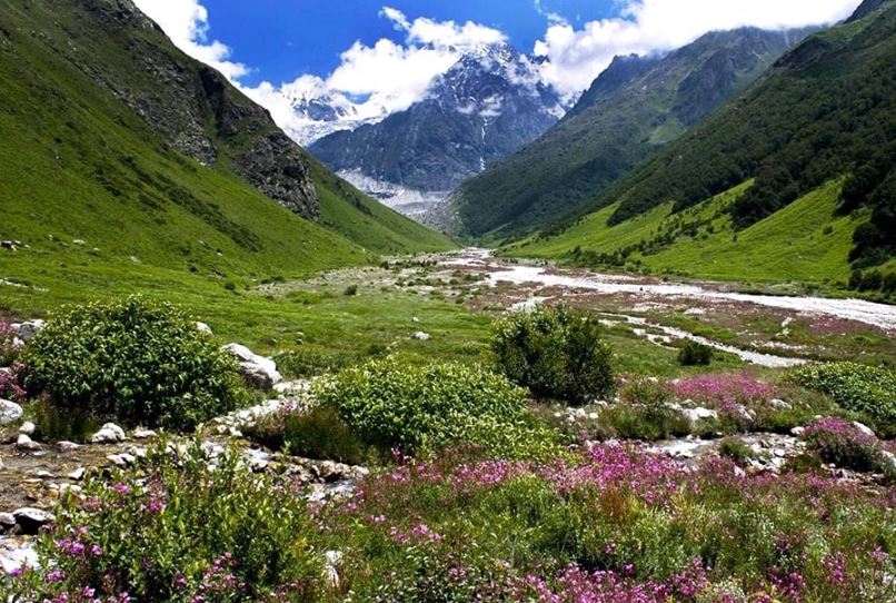 valley of flowers एक जून से पर्यटक कर पाएंगे फूलों की घाटी का दीदार
