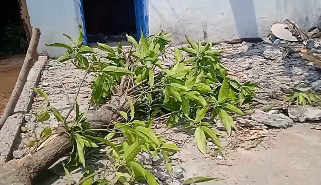 आम का पेड़ गिरा