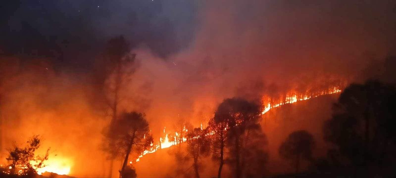 जंगल की आग forest fire