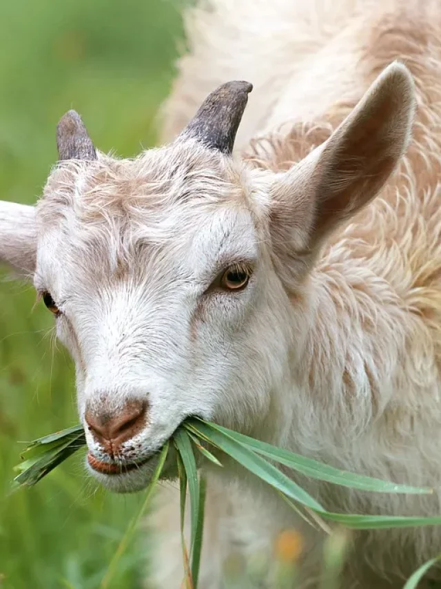 Animal Sacrifice on Eid ul-Adha bakrid 2024