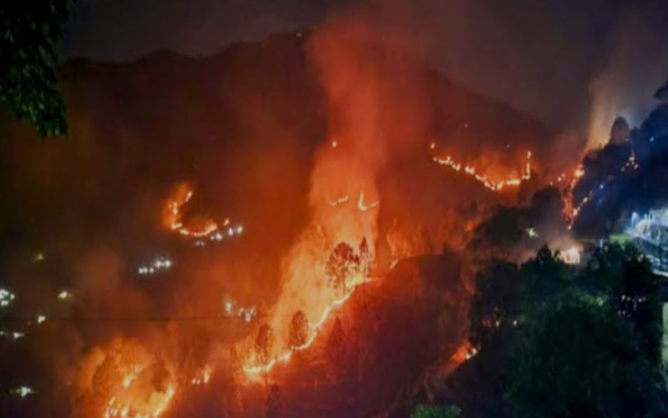 FOREST FIRE