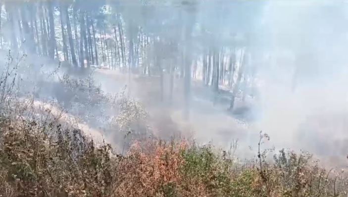 पौड़ी के जंगलों में भड़की आग, मौके पर पहुंचा दमकल विभाग, कड़ी मशक्कत के बाद पाया काबू