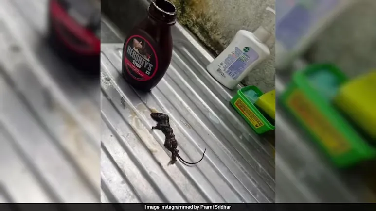 dead-mouse found inside Hershey's Chocolate Syrup