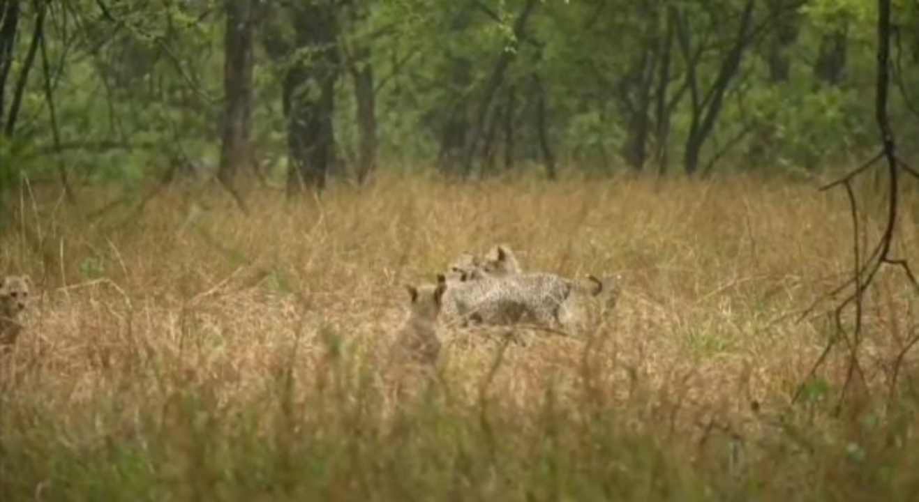 Cheetah Gamini was seen enjoying the rain with her cubs in Kuno National Park.