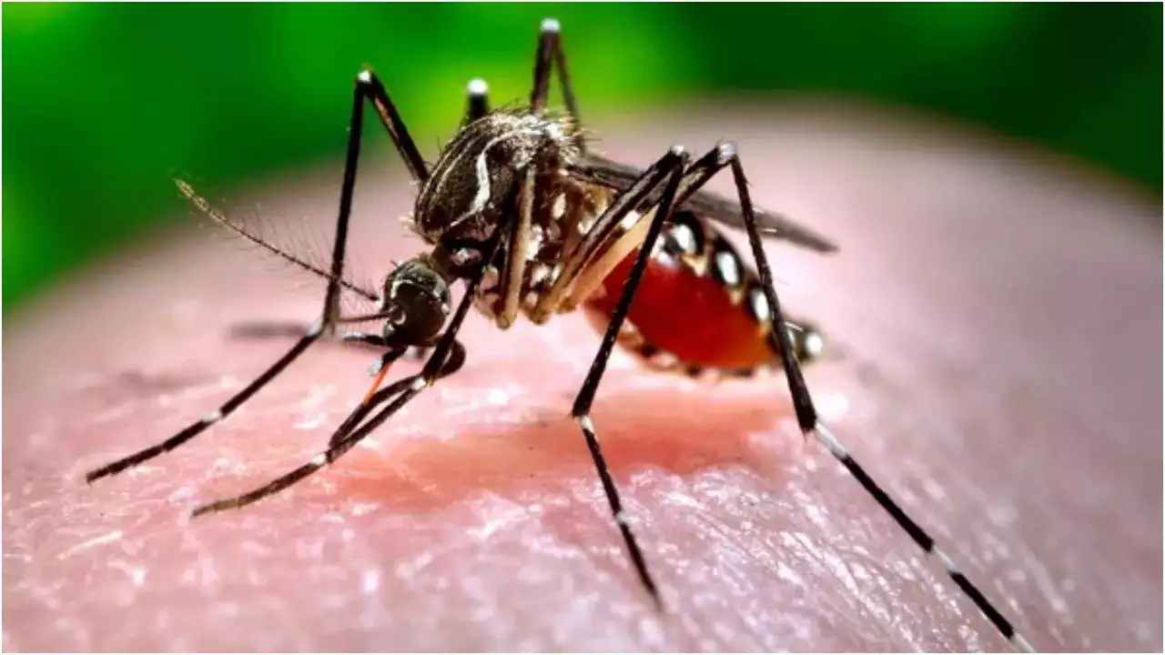 Zika virus wreaked havoc in Pune