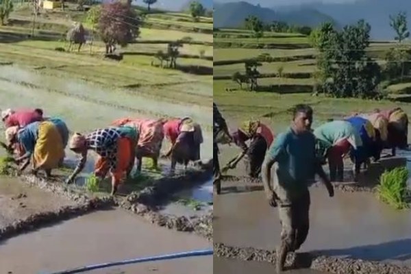 बारिश शुरू होने के साथ ही धान की रोपाई ने पकड़ा जोर, खेतों में गूंजे लोकगीत