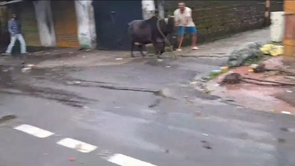 आवारा मवेशी पकड़ने का अभियान