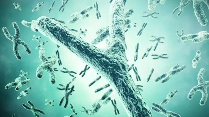 y chromosomes disappearing in men news study reveal Y क्रोमोसोम्स