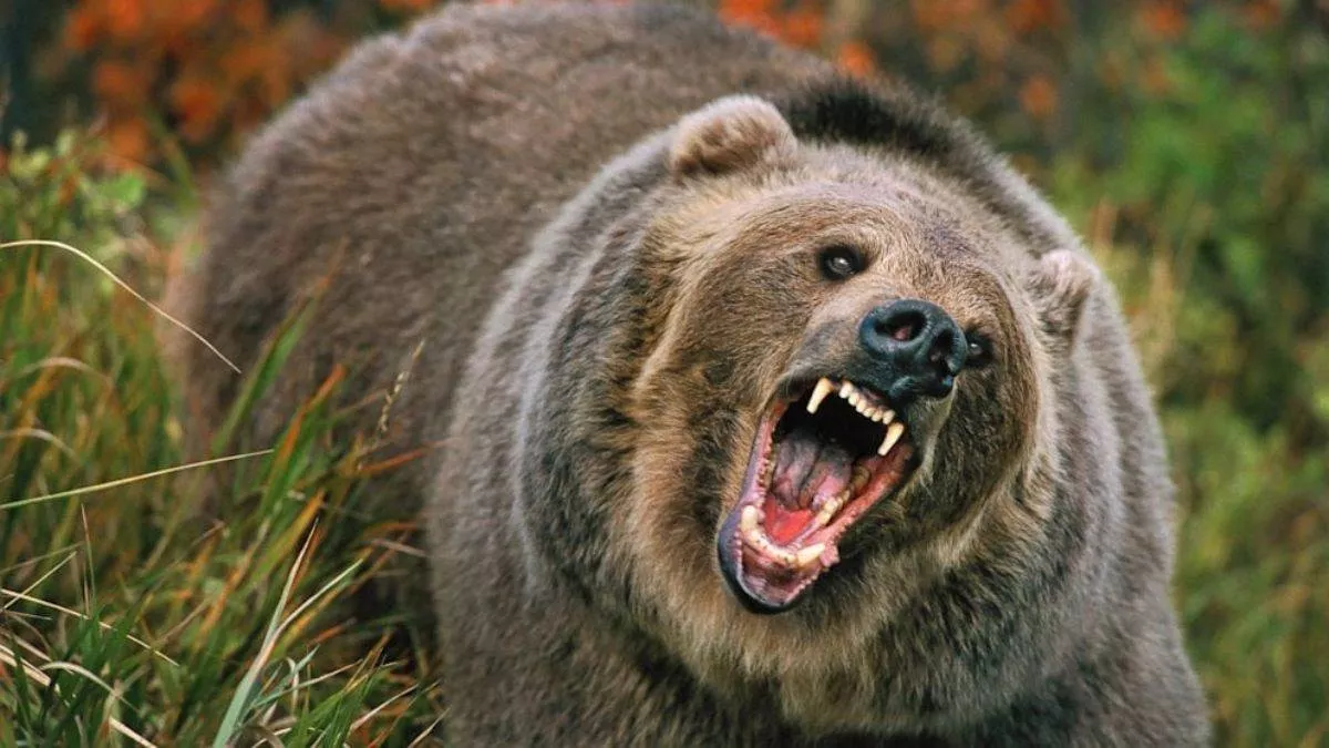 Bear attack भालू का हमला