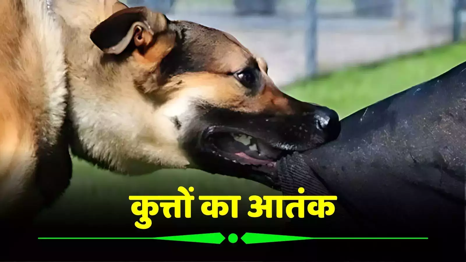 कुत्तों का आतंक