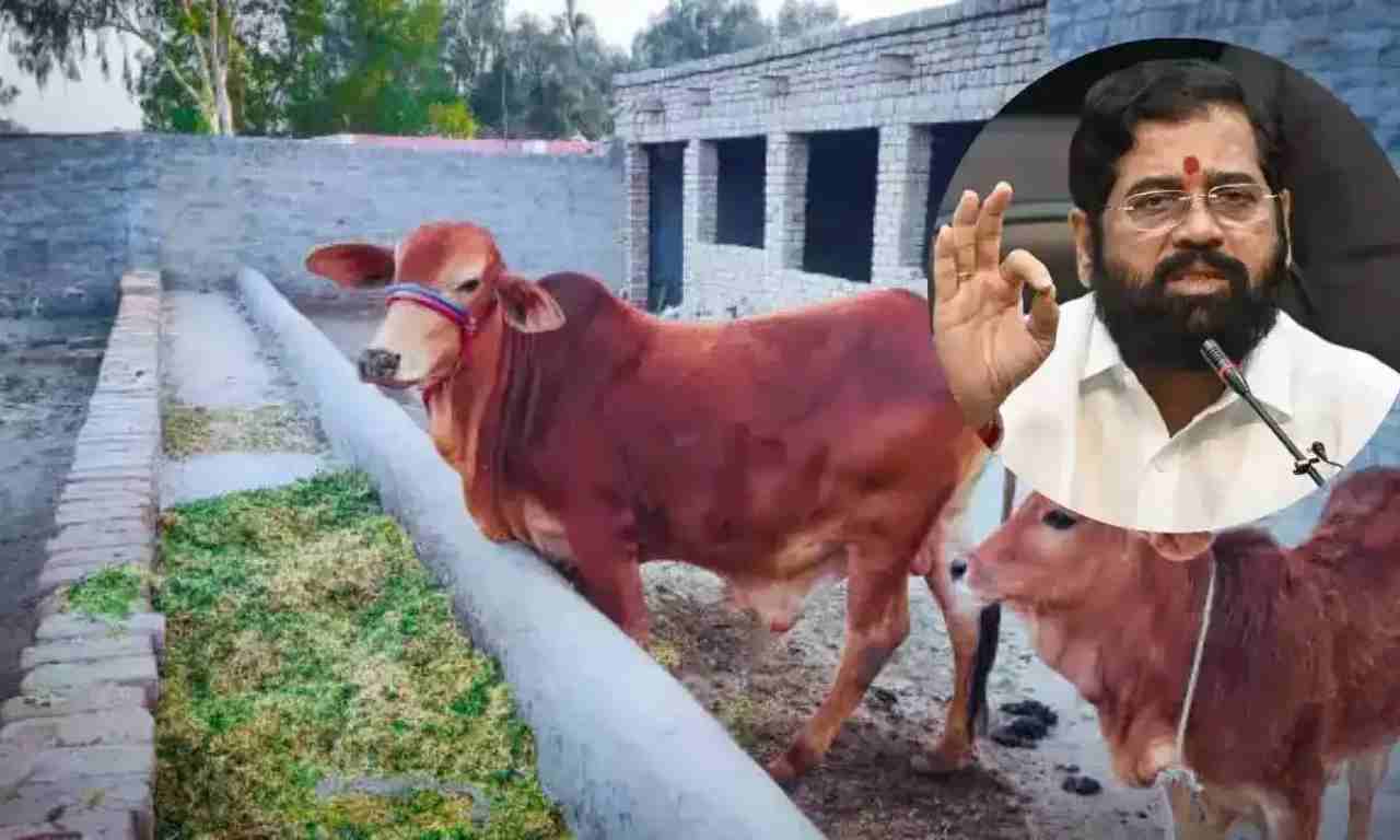 Big decision of Maharashtra government, declared cow as mother of the state