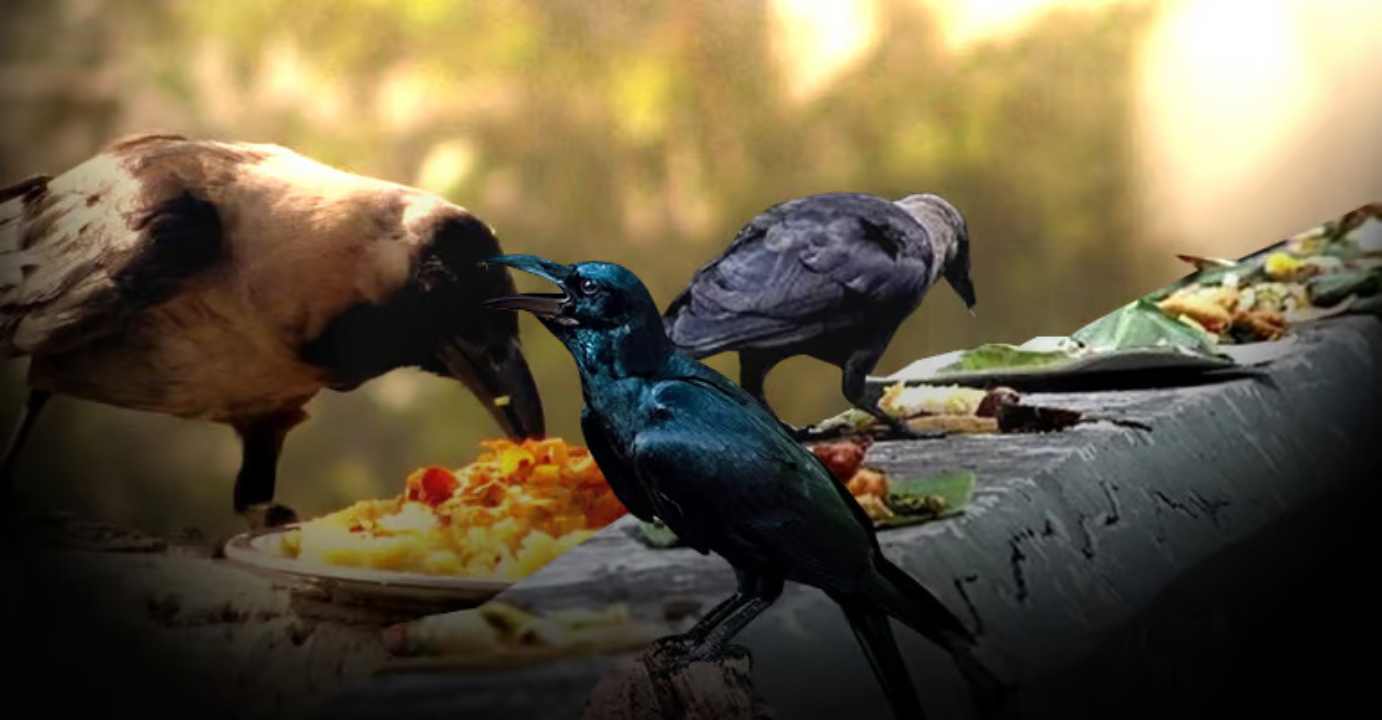 How important is it to feed crows during Shraddha? Know what Garun Purana says