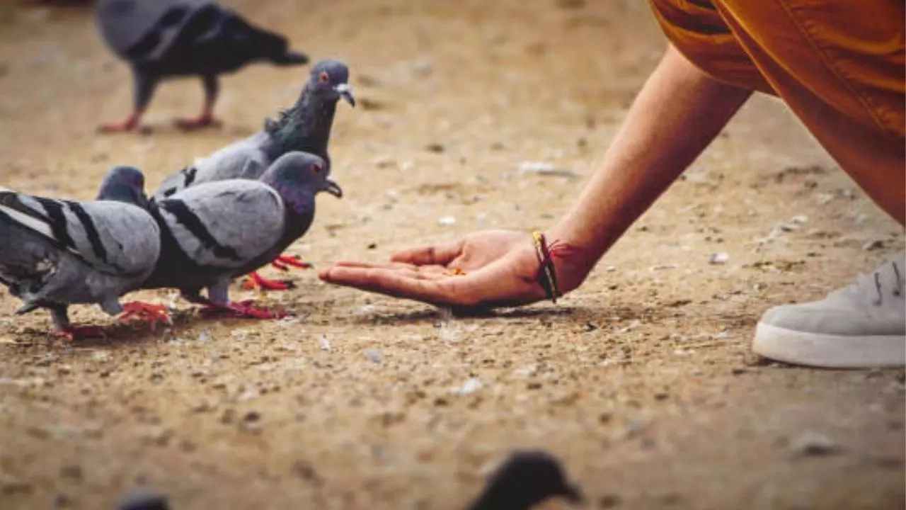 There may be a ban on feeding pigeons here, know what is the reason?