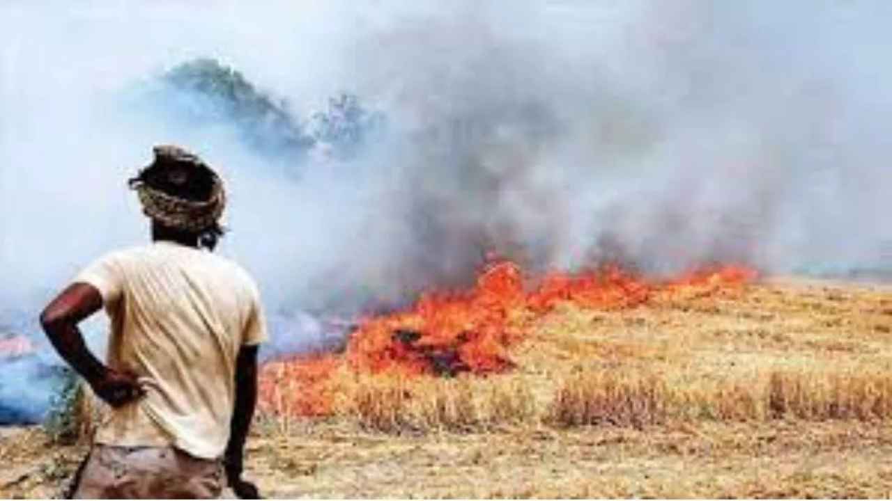 This year, less incidents of stubble burning were found in Punjab.