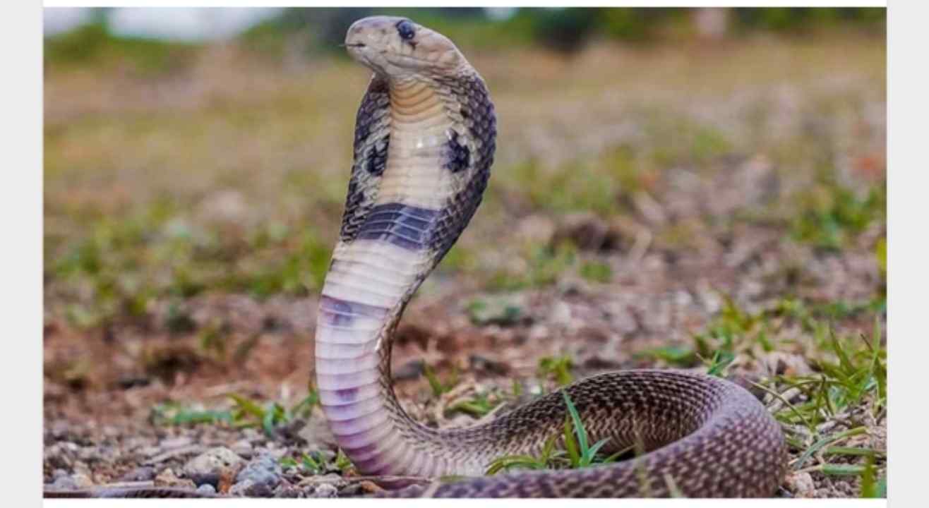 28 people bitten by snakes amid the havoc of cyclone 'Dana' in Odisha