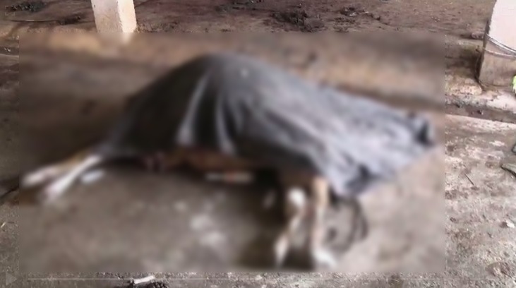 गौशाला में एक हफ्ते में 19 गायों की मौत,