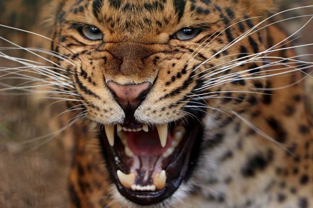 leopard attack