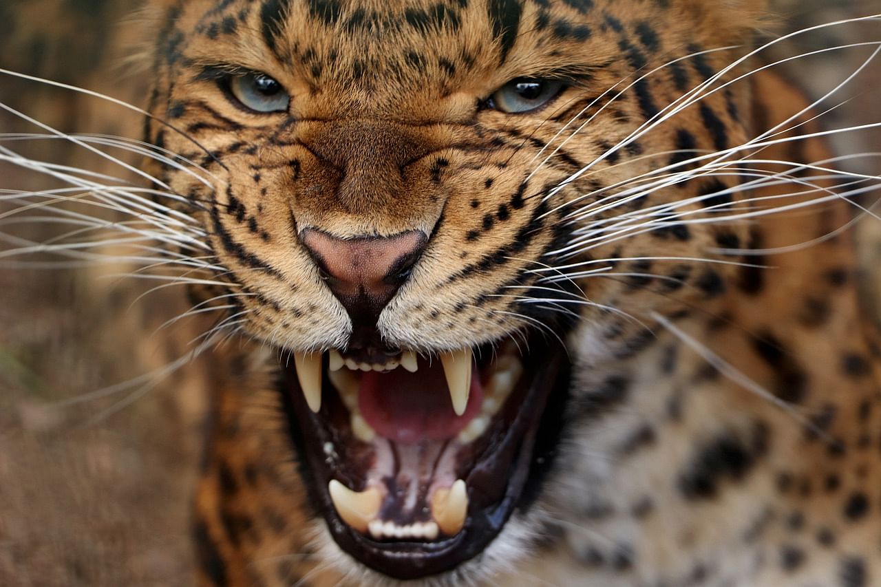 leopard attack