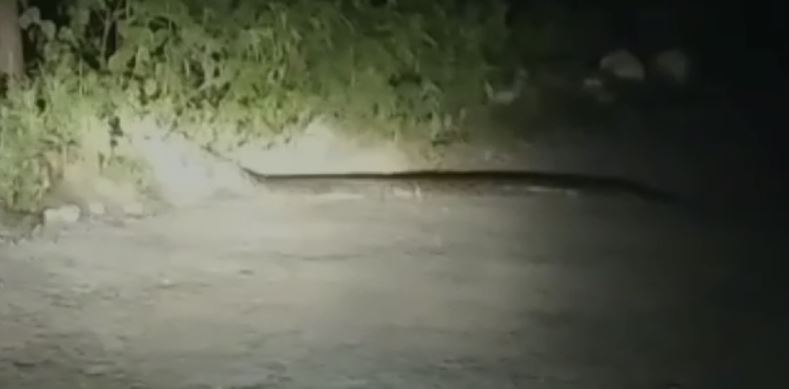 अजगर दिखने से हड़कंप