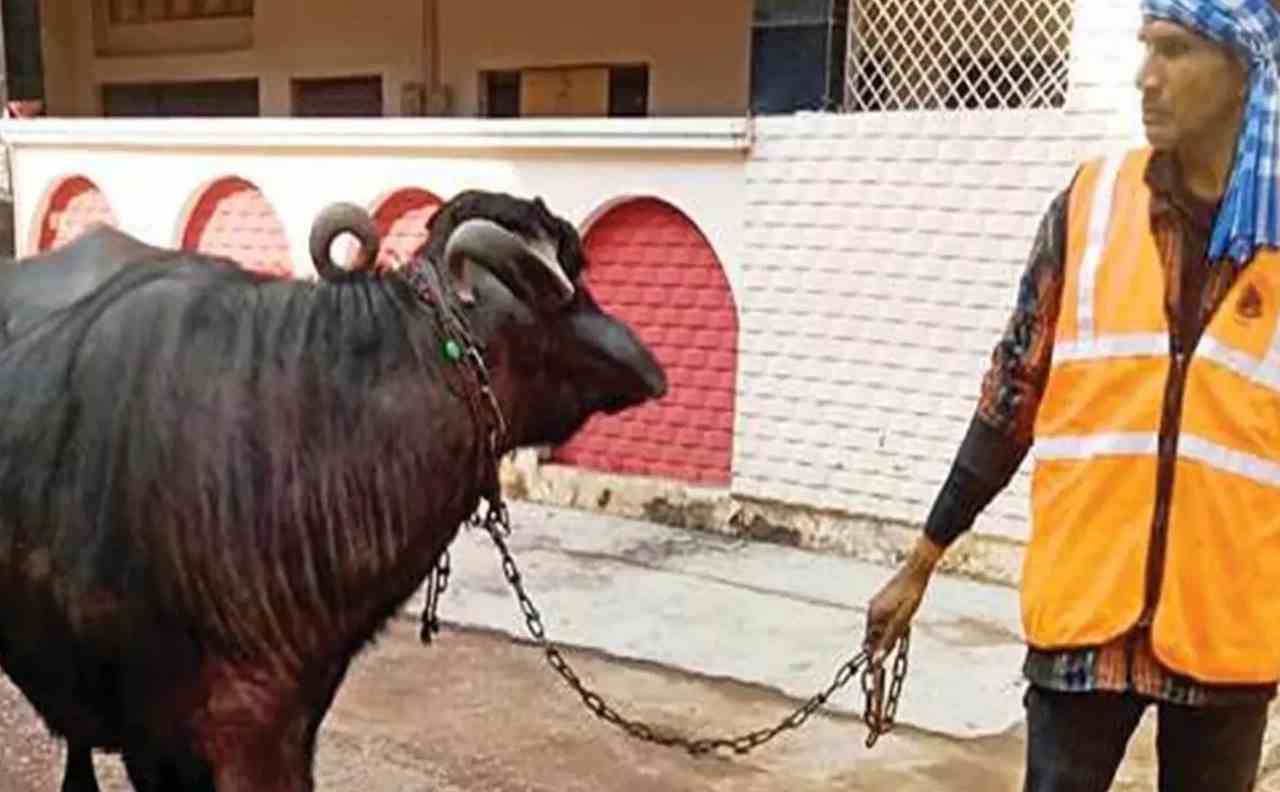 Buffalo made dung, Municipal Corporation team imposed a fine of Rs 9 thousand on the owner